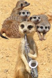 SaxyKat